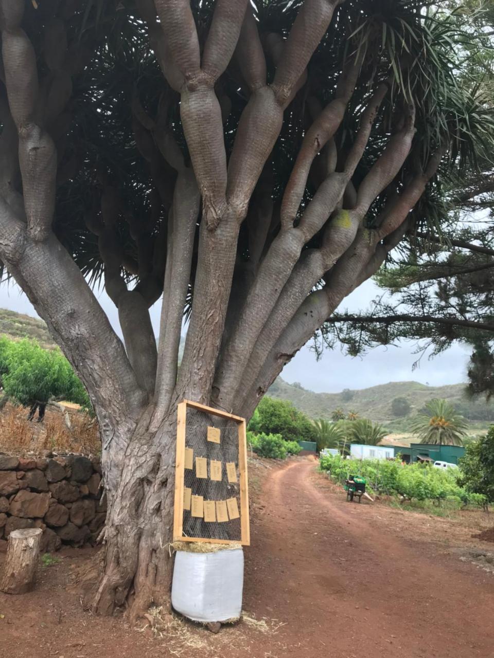 Finca El Vergel Rural Tegueste Exterior foto